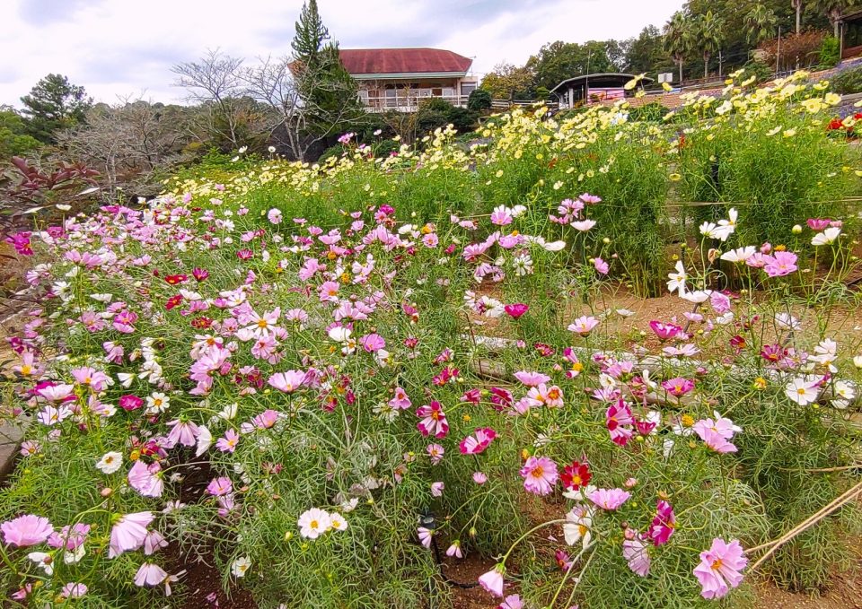 小学生　恥丘 わかやまぶらぶら】「和歌山県植物公園緑花センター」でコスモスが見頃を迎えつつあります！／岩出市 | もっと和歌山／和歌山タウン情報アガサス・ビィ M  to Wオフィシャルサイト