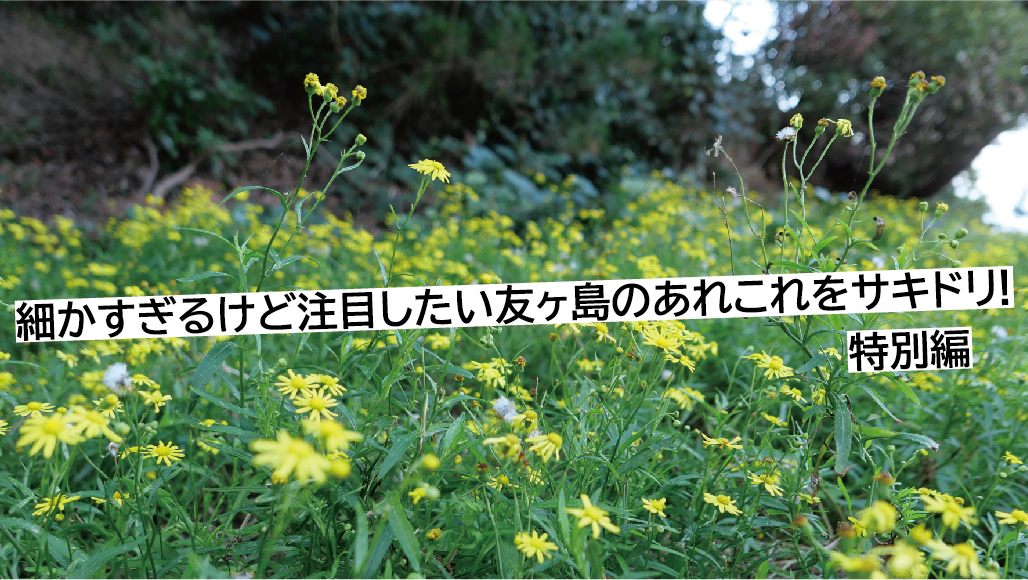 【特別編】細かすぎるけど注目したい友ヶ島のあれこれをサキドリ!