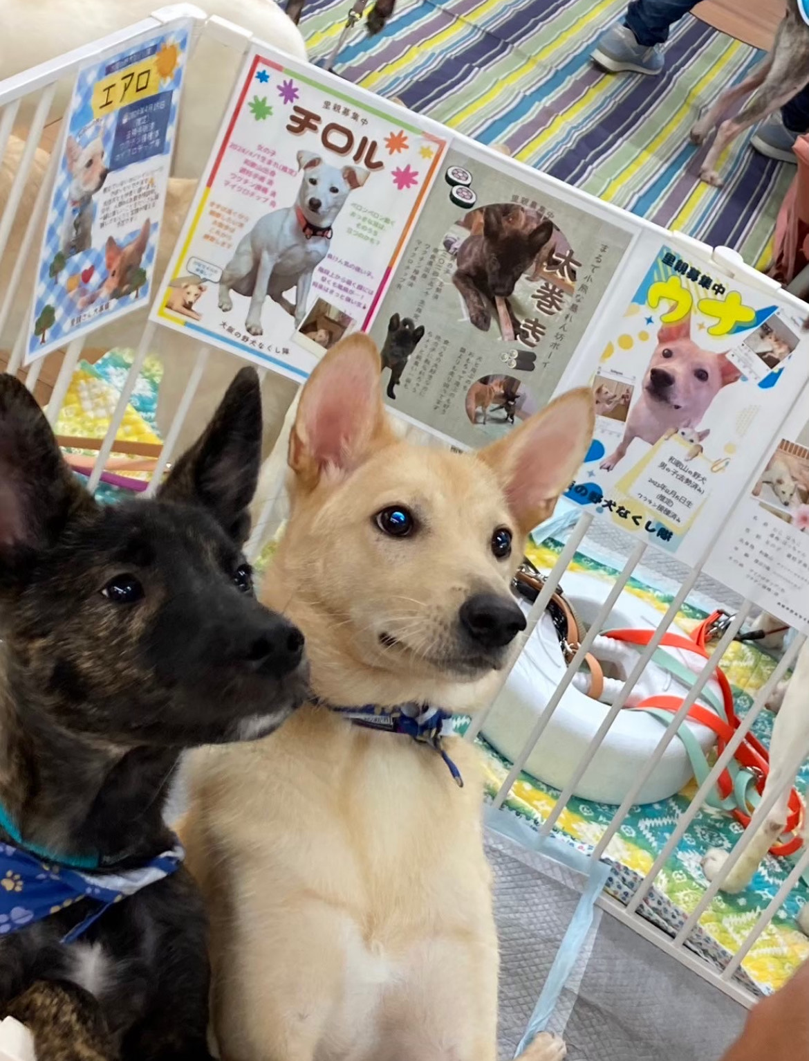 和歌山城西の丸広場で『第4回保護犬の譲渡会』が開催！
