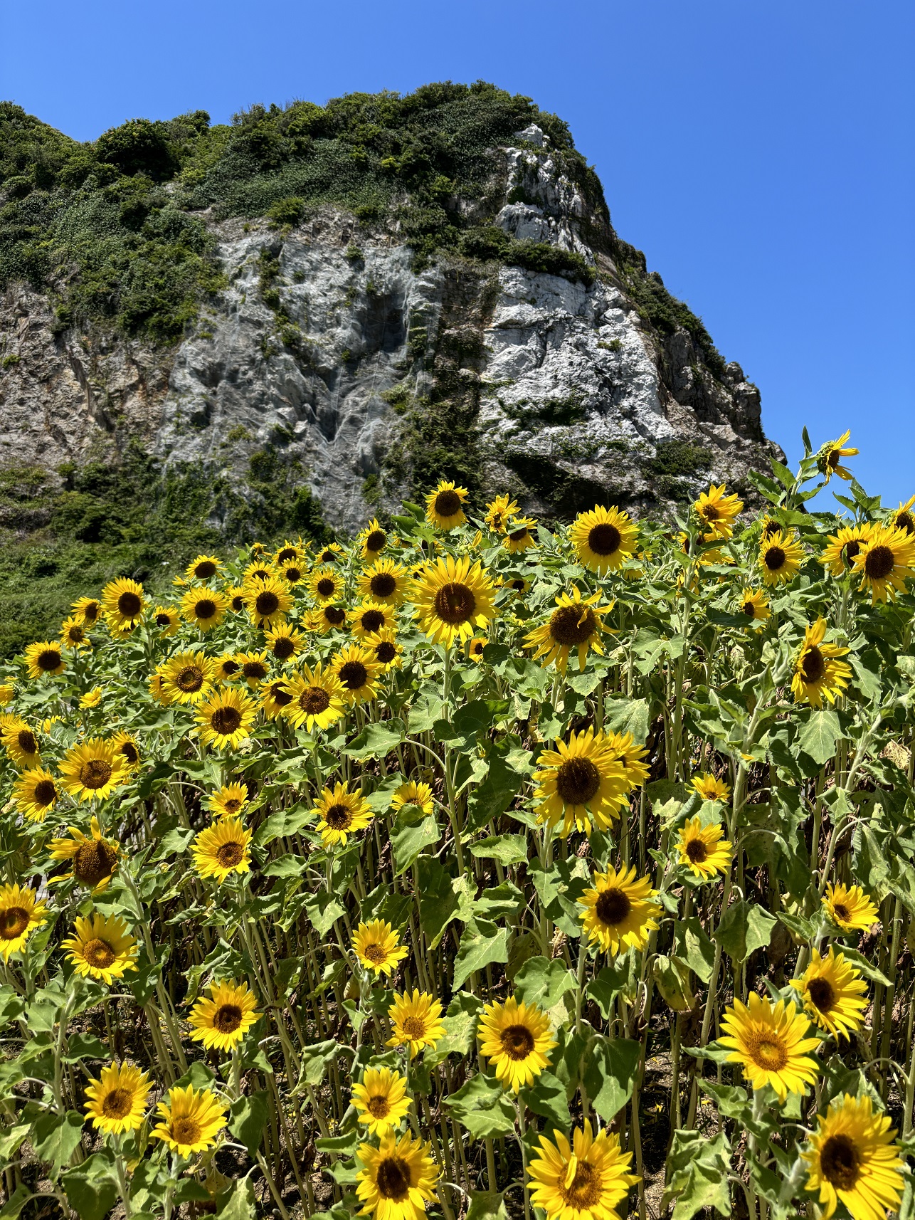【わかやまぶらぶら】白崎海洋公園のひまわりを見て来ました／由良町