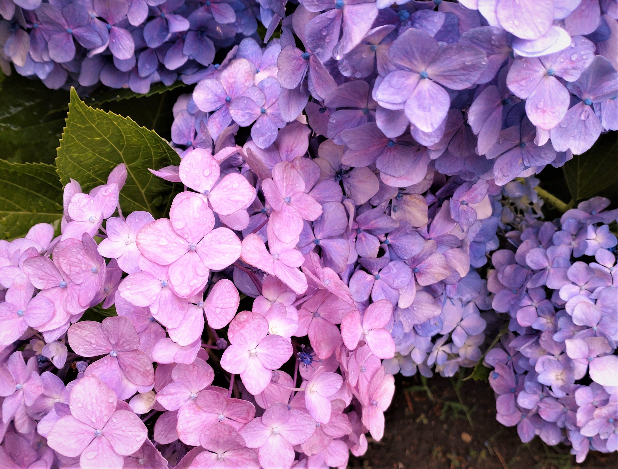 あじさいの美しいシーズンです！