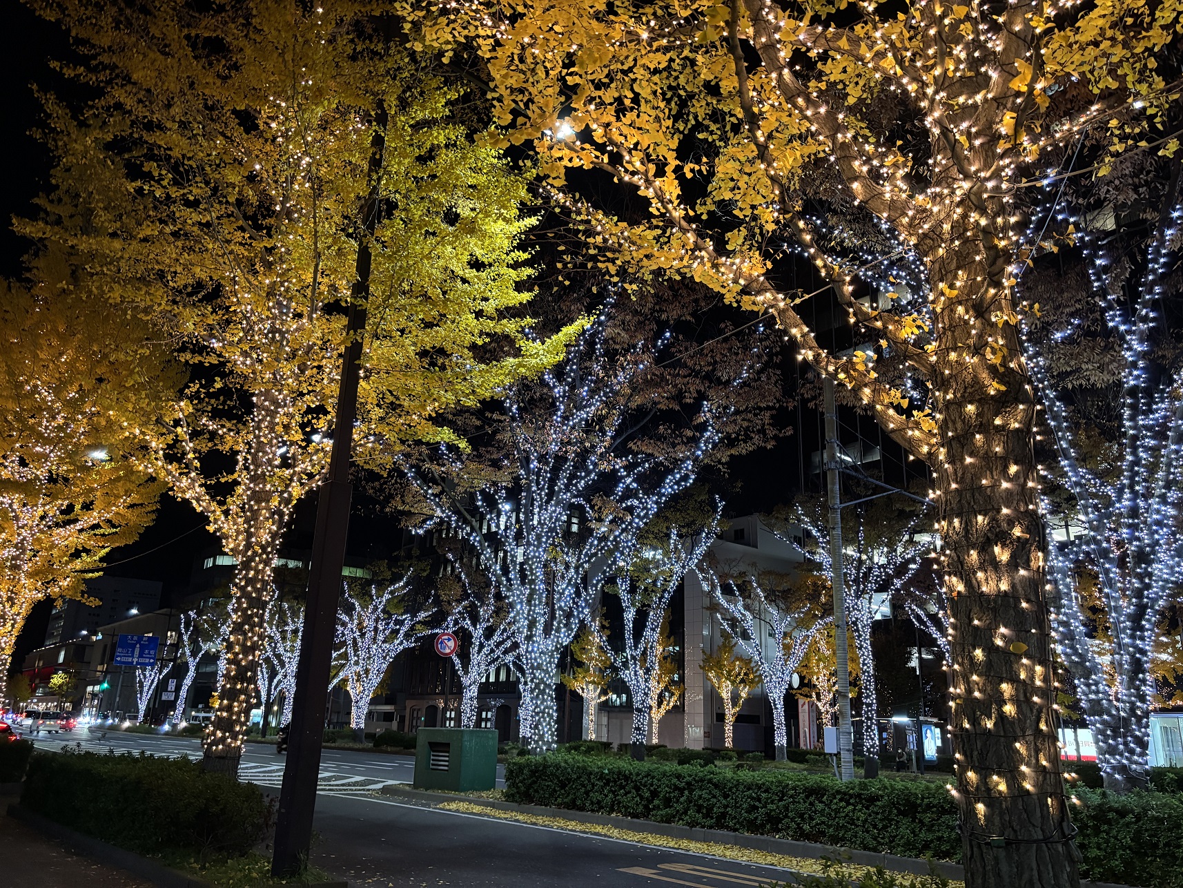 【わかやまぶらぶら】「けやきライトパレード by FeStA LuCe」が開催中！