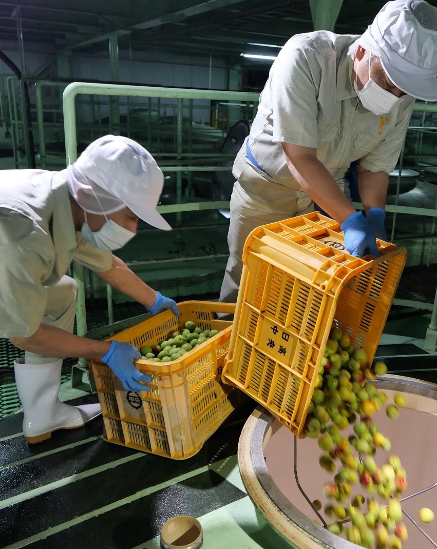 中野BC株式会社で梅酒の初仕込みを実施